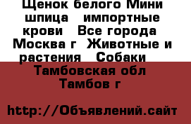 Щенок белого Мини шпица , импортные крови - Все города, Москва г. Животные и растения » Собаки   . Тамбовская обл.,Тамбов г.